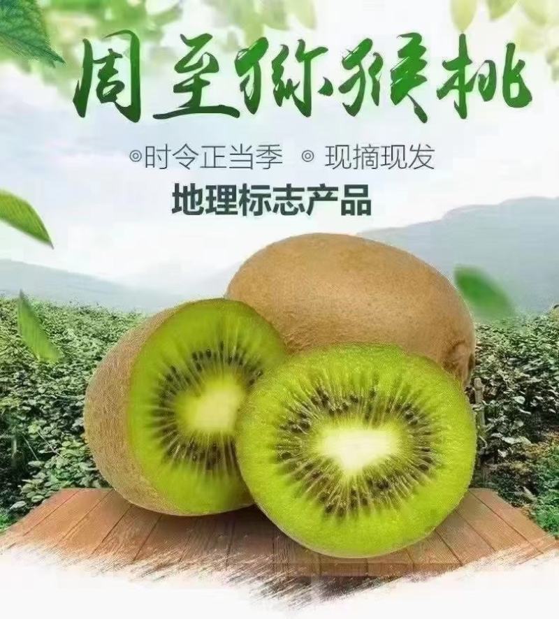 周至猕猴桃产地果园直发，翠香猕猴桃月底开园发货了量大优惠