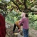 周至猕猴桃产地果园直发，翠香猕猴桃月底开园发货了量大优惠