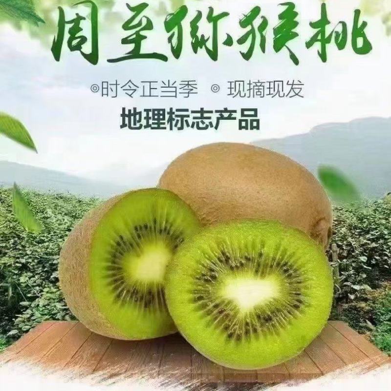 周至猕猴桃产地果园直发，翠香猕猴桃月底开园发货了量大优惠
