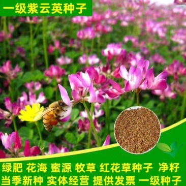 紫云英种子红花草种子养蜂蜜源高产牧草果园绿肥景观绿化草籽