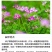 紫云英种子红花草种子养蜂蜜源高产牧草果园绿肥景观绿化草籽