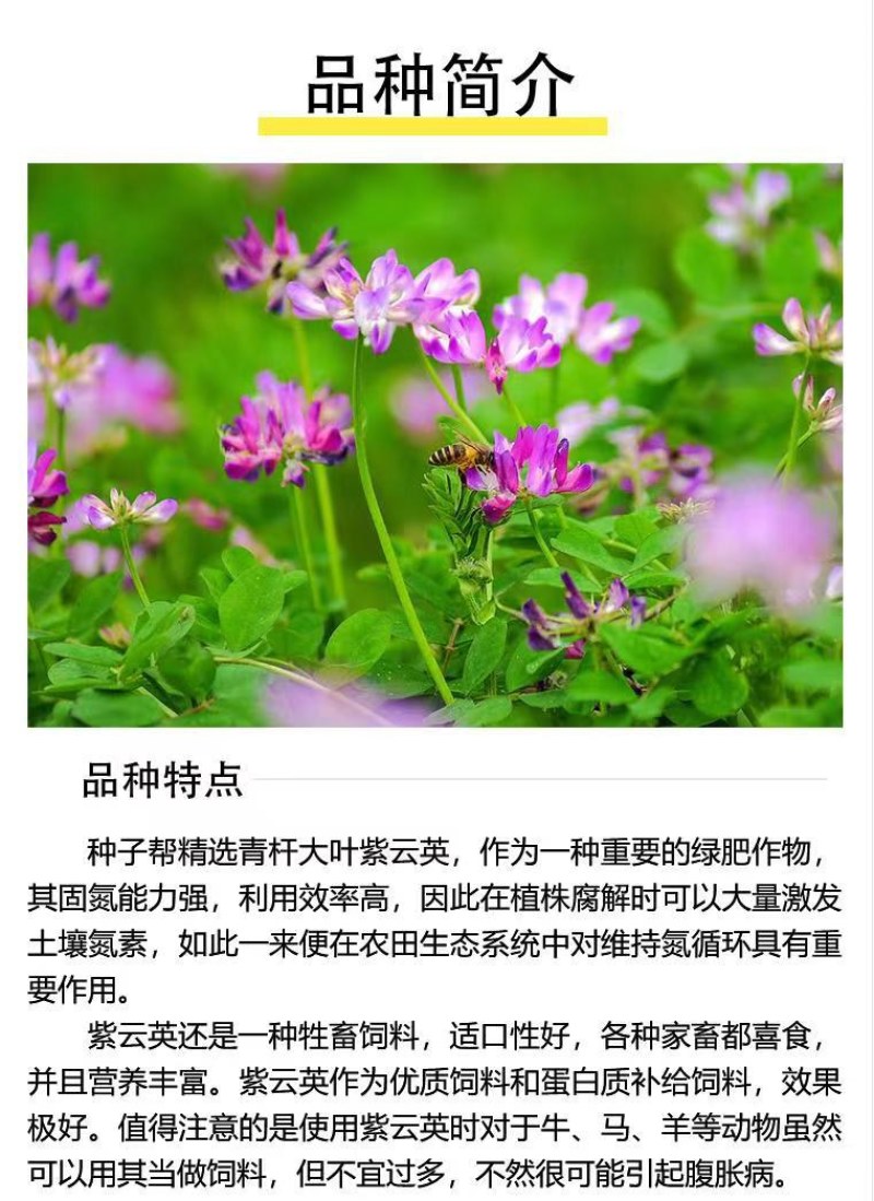 紫云英种子红花草种子养蜂蜜源高产牧草果园绿肥景观绿化草籽