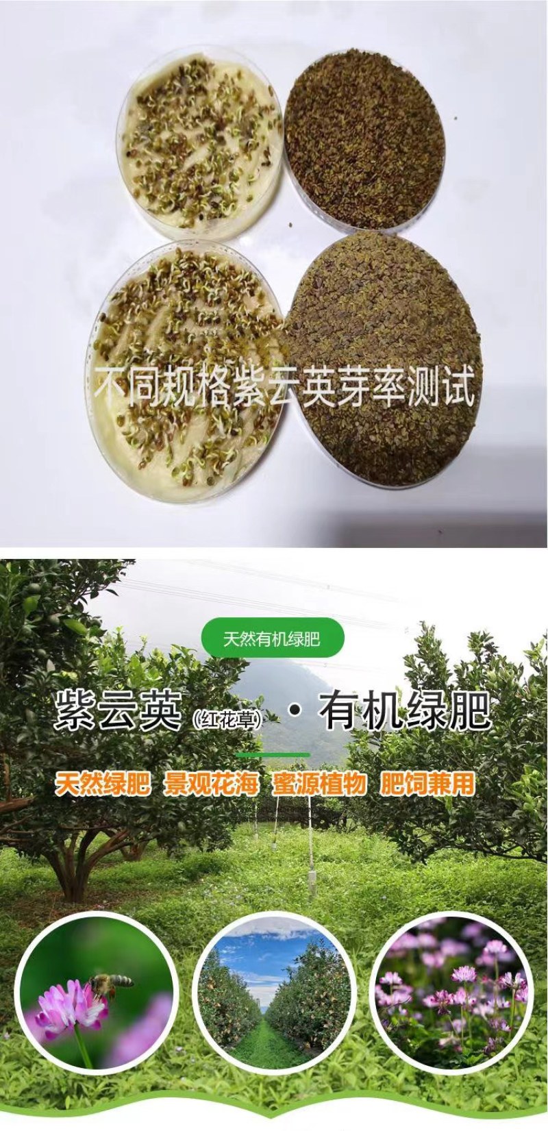 紫云英种子红花草种子养蜂蜜源高产牧草果园绿肥景观绿化草籽