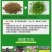 紫云英种子红花草种子养蜂蜜源高产牧草果园绿肥景观绿化草籽