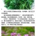 紫云英种子红花草种子养蜂蜜源高产牧草果园绿肥景观绿化草籽