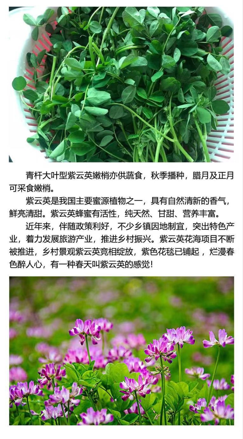 紫云英种子红花草种子养蜂蜜源高产牧草果园绿肥景观绿化草籽