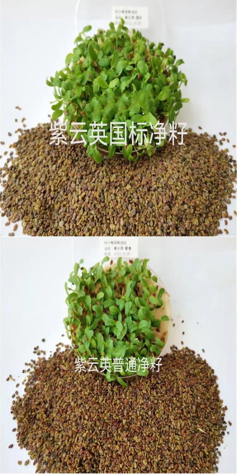 紫云英种子红花草种子养蜂蜜源高产牧草果园绿肥景观绿化草籽