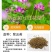紫云英种子红花草种子养蜂蜜源高产牧草果园绿肥景观绿化草籽