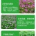 紫云英种子红花草种子养蜂蜜源高产牧草果园绿肥景观绿化草籽
