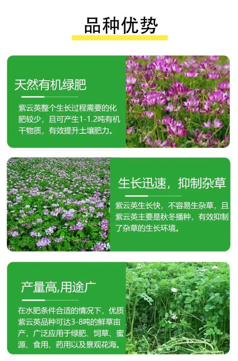 紫云英种子红花草种子养蜂蜜源高产牧草果园绿肥景观绿化草籽