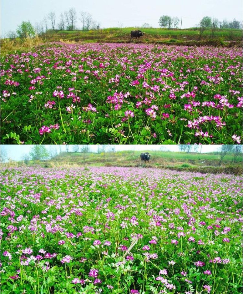 紫云英种子红花草种子养蜂蜜源高产牧草果园绿肥景观绿化草籽