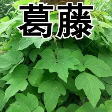 葛藤种子护坡种籽百花银背藤野葛藤边坡绿化藤本植物沙土巩固