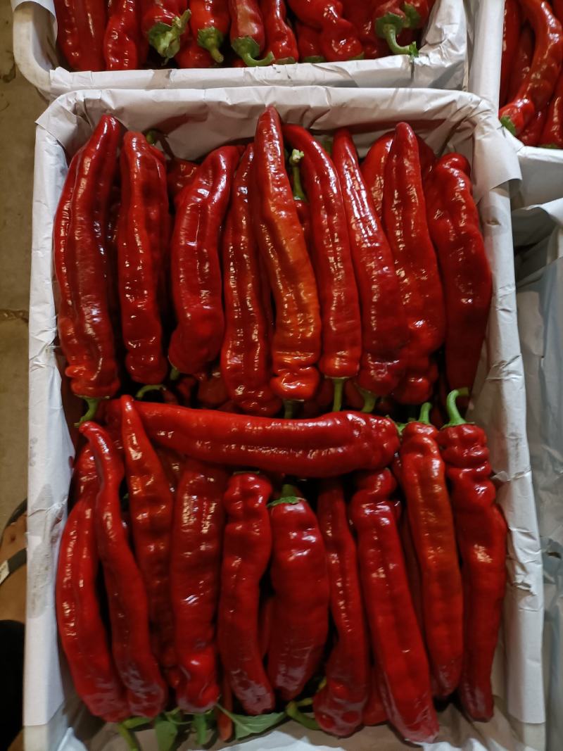 红泡椒