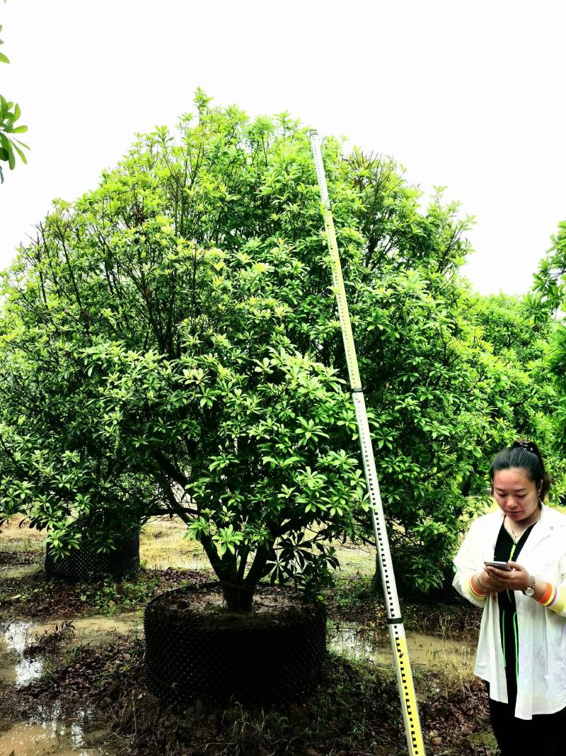 杨梅树141~170cm，全国发货，质量保证，欢迎进店联系