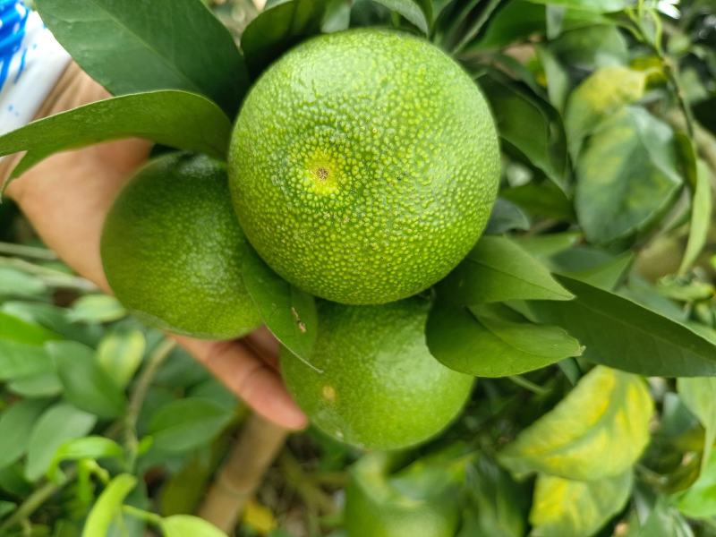 爱媛果冻橙