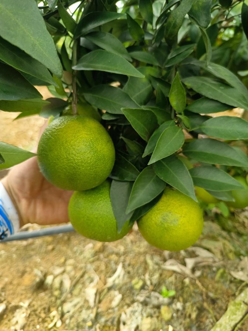 爱媛果冻橙