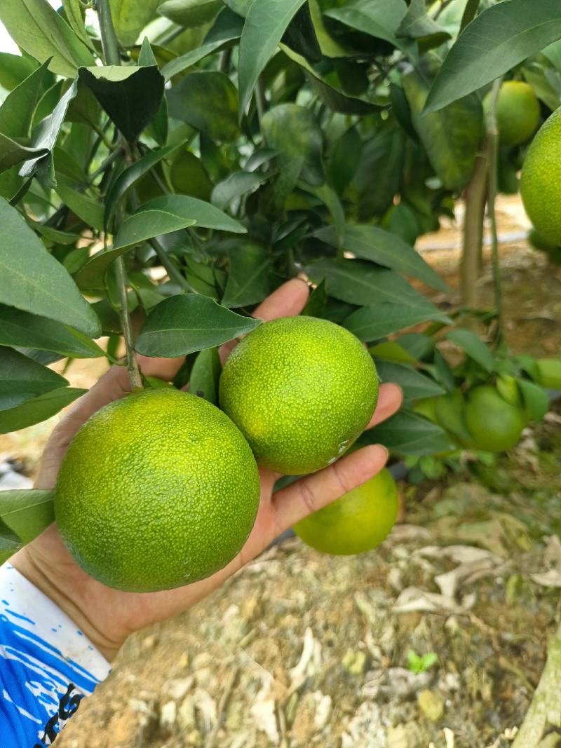 爱媛果冻橙