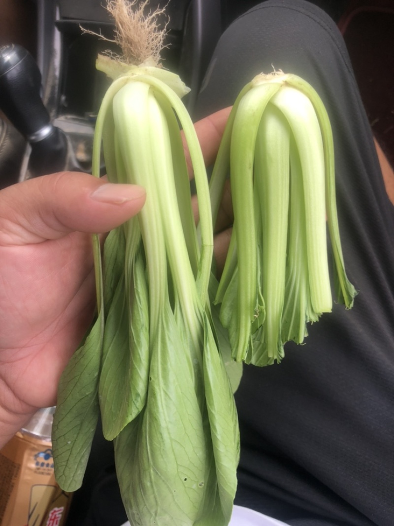 食品厂大颗通货油菜每天大量供应精品和通货油菜、快菜