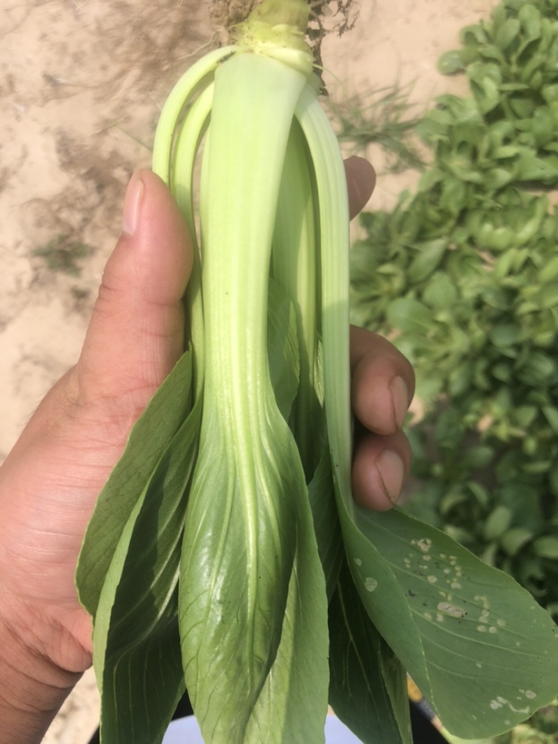 食品厂大颗通货油菜每天大量供应精品和通货油菜、快菜