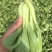 食品厂大颗通货油菜每天大量供应精品和通货油菜、快菜