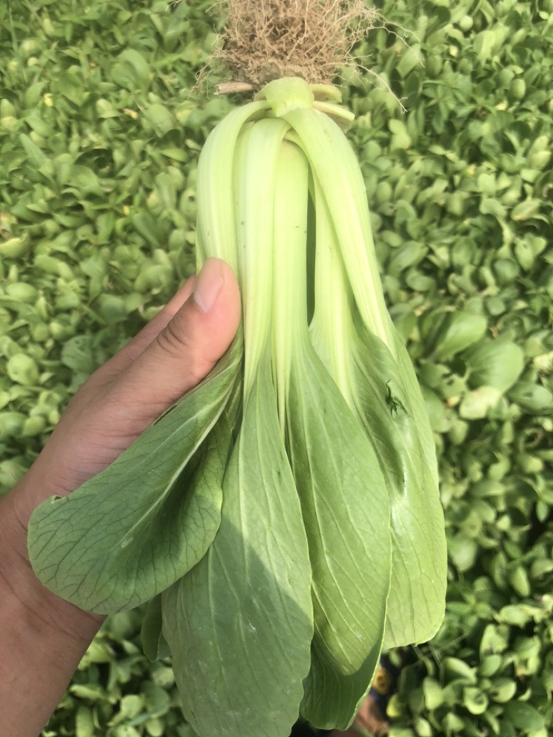 食品厂大颗通货油菜每天大量供应精品和通货油菜、快菜