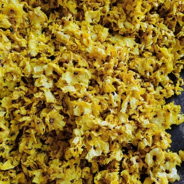 黄蜀葵花无花托精品不带花托黄蜀葵花饮片级别