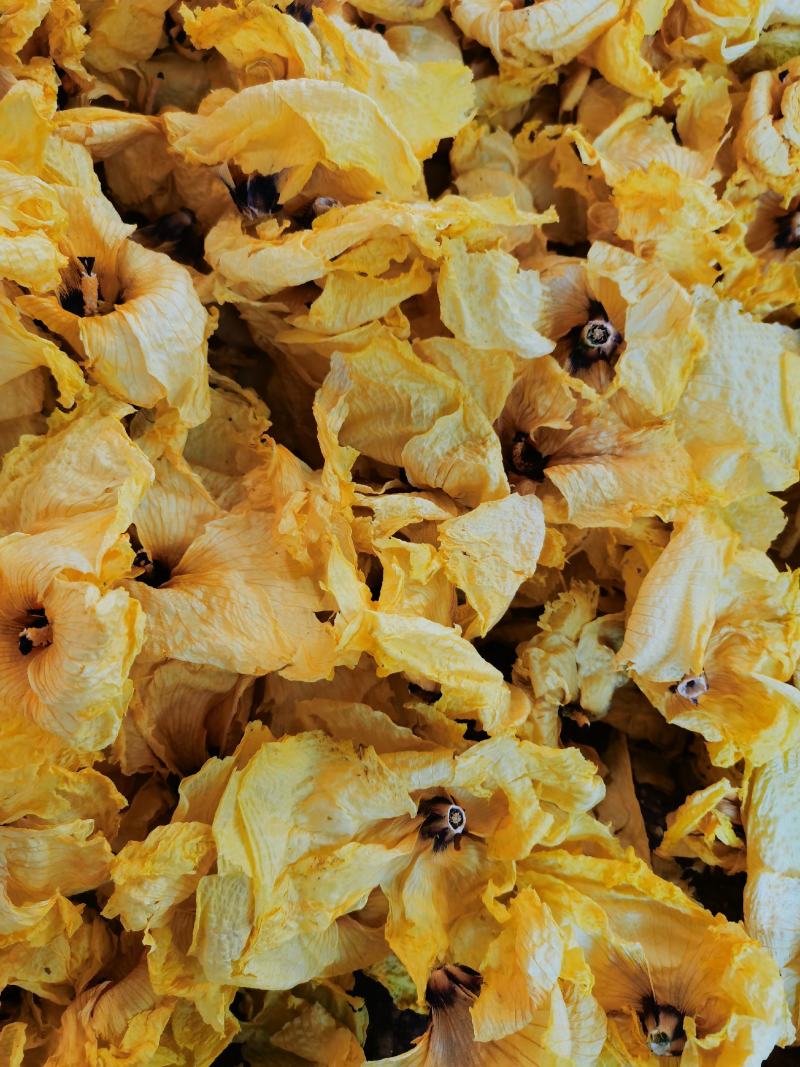 黄蜀葵花无花托精品不带花托黄蜀葵花饮片级别