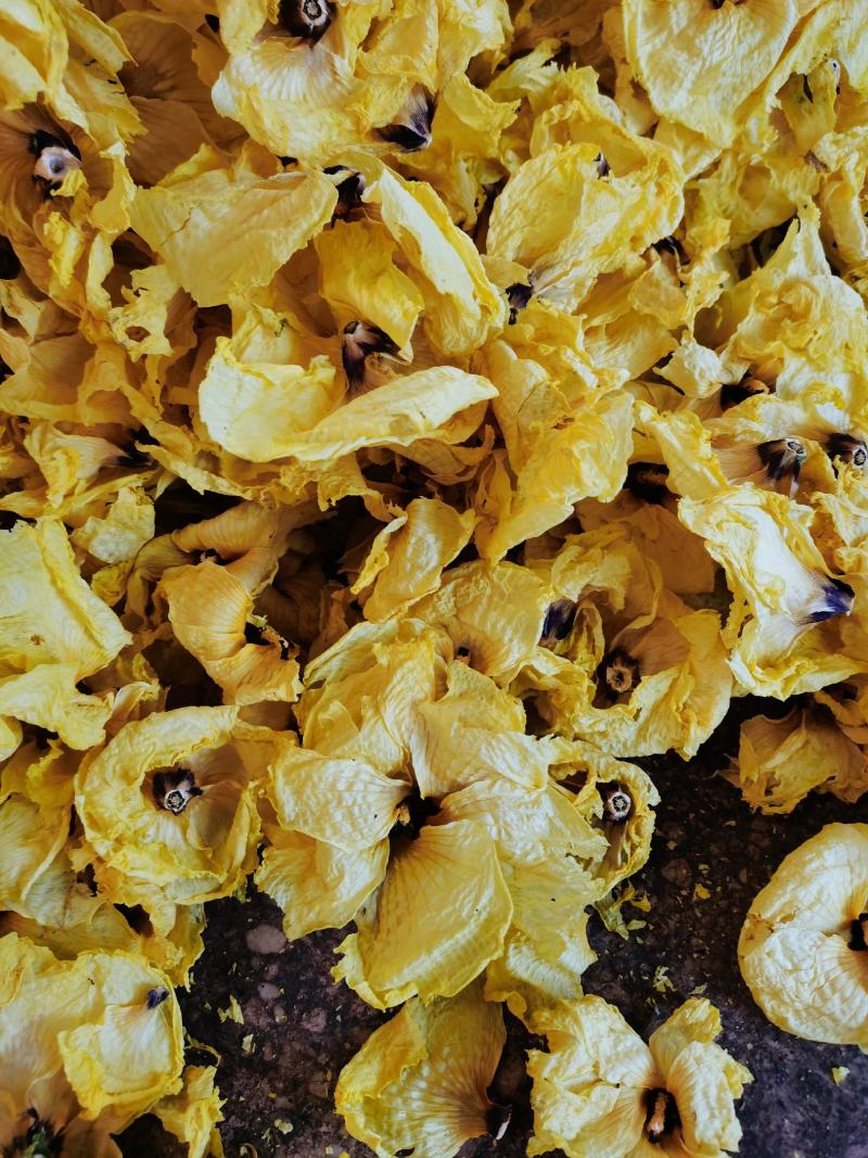 黄蜀葵花无花托精品不带花托黄蜀葵花饮片级别