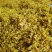 黄蜀葵花无花托精品不带花托黄蜀葵花饮片级别