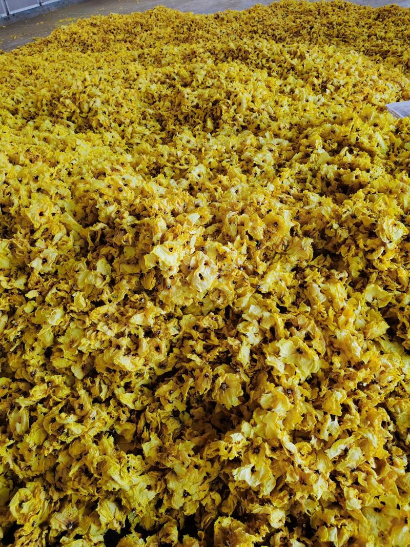 黄蜀葵花无花托精品不带花托黄蜀葵花饮片级别