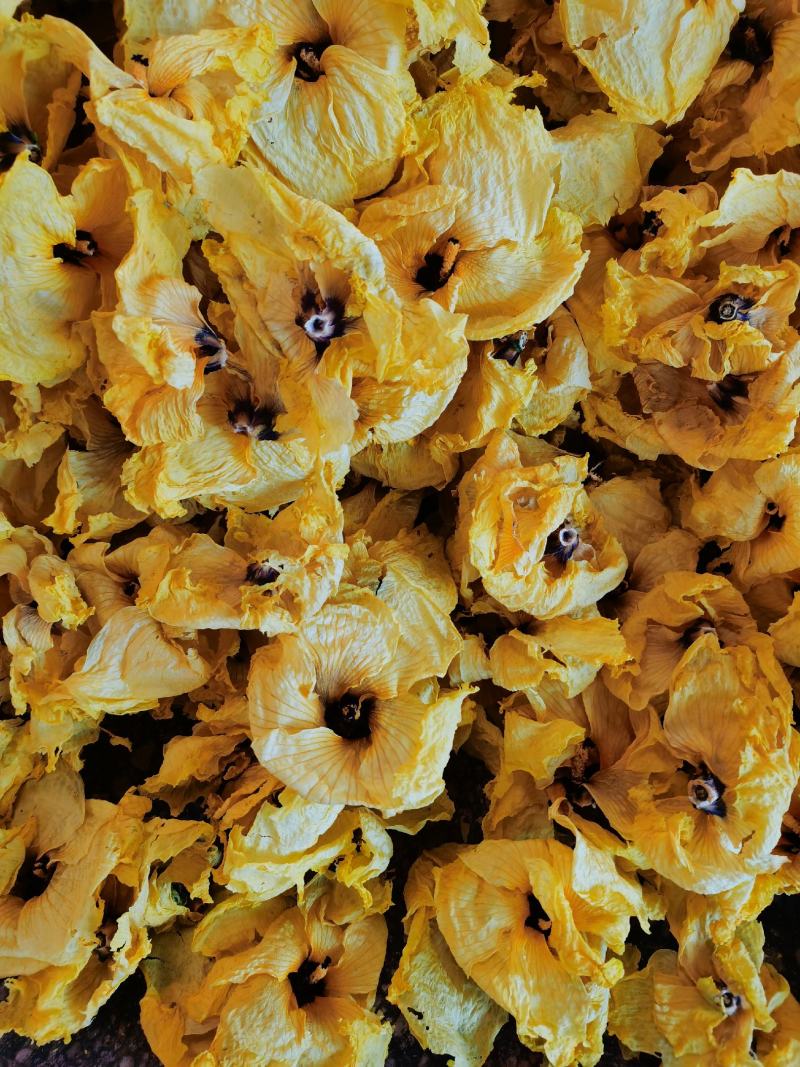 黄蜀葵花无花托精品不带花托黄蜀葵花饮片级别