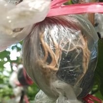 香芭乐苗胭脂红苗