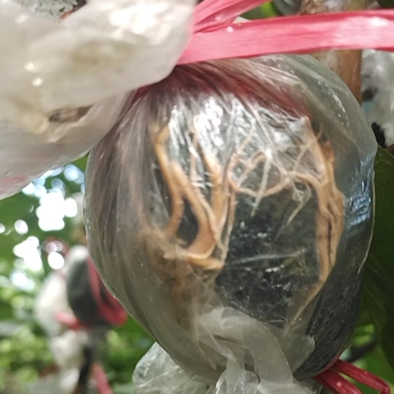香芭乐苗胭脂红苗
