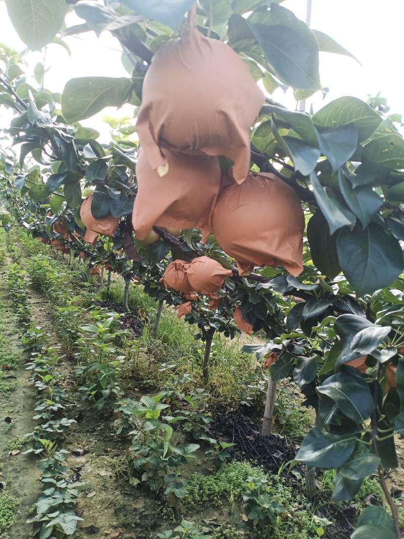 秋月梨