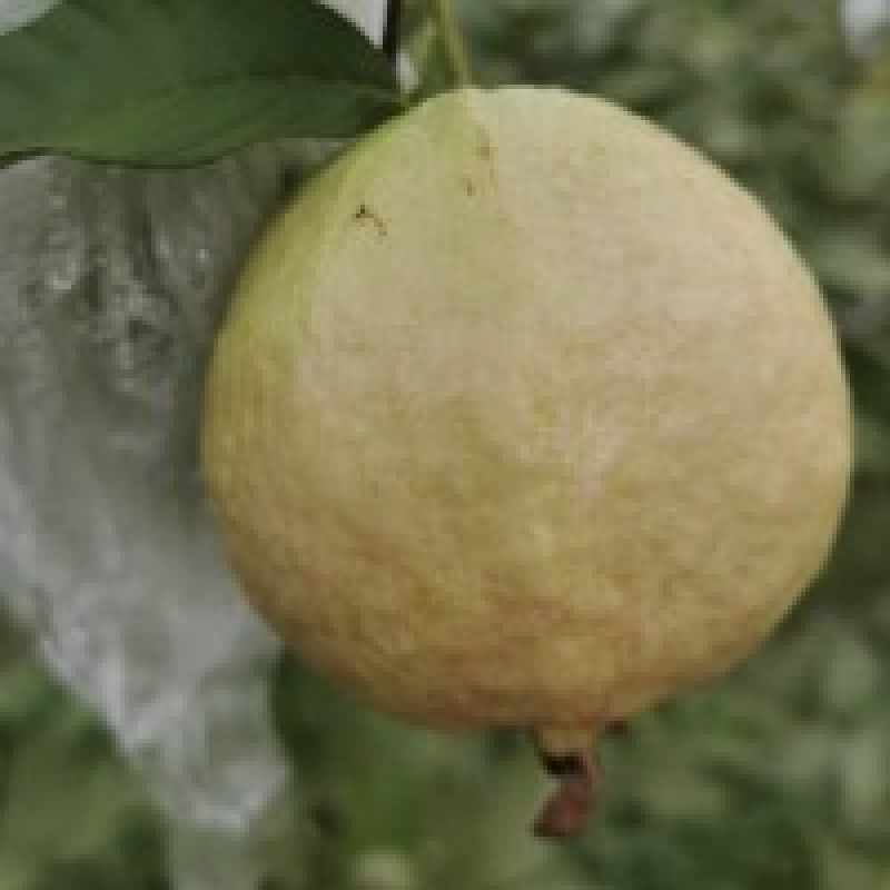 香芭乐苗胭脂红苗