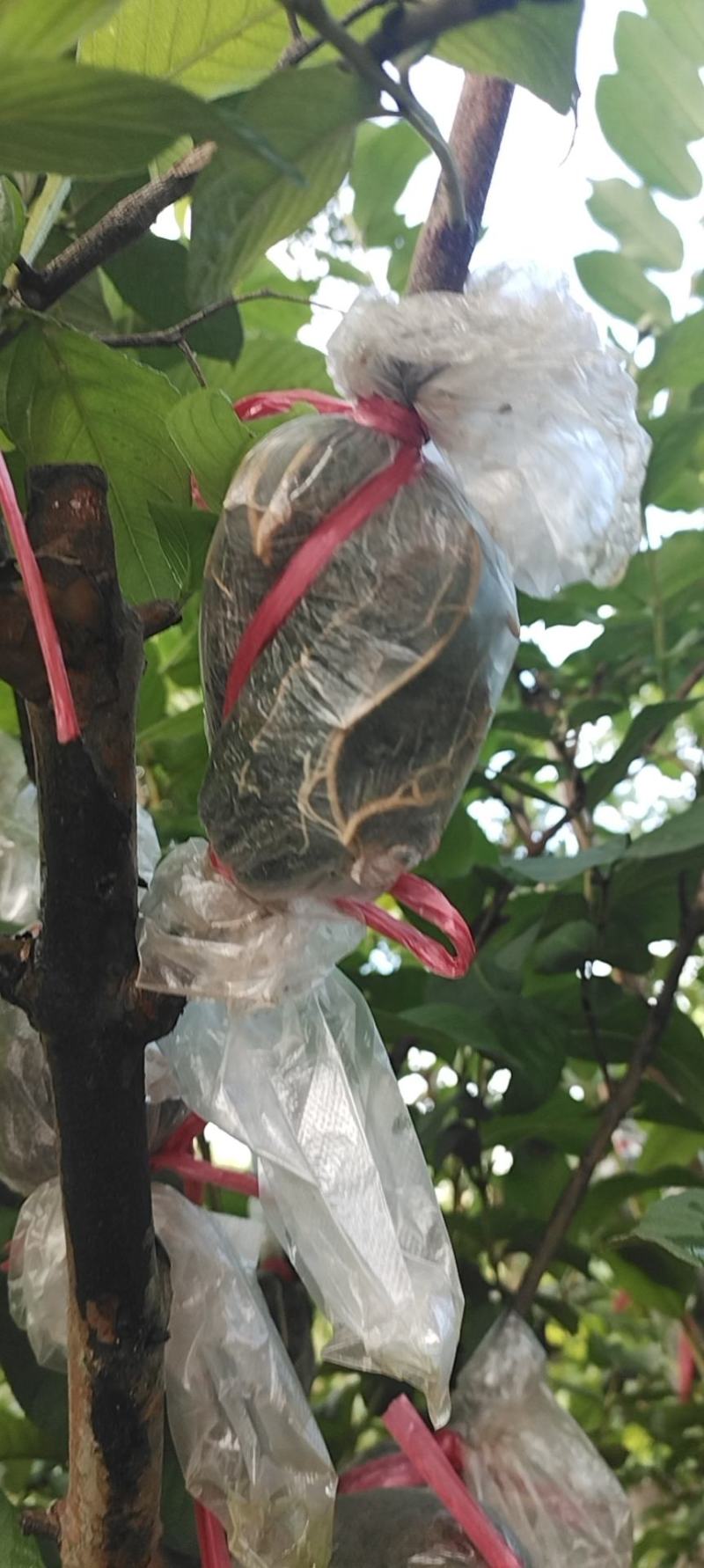 香芭乐苗胭脂红苗