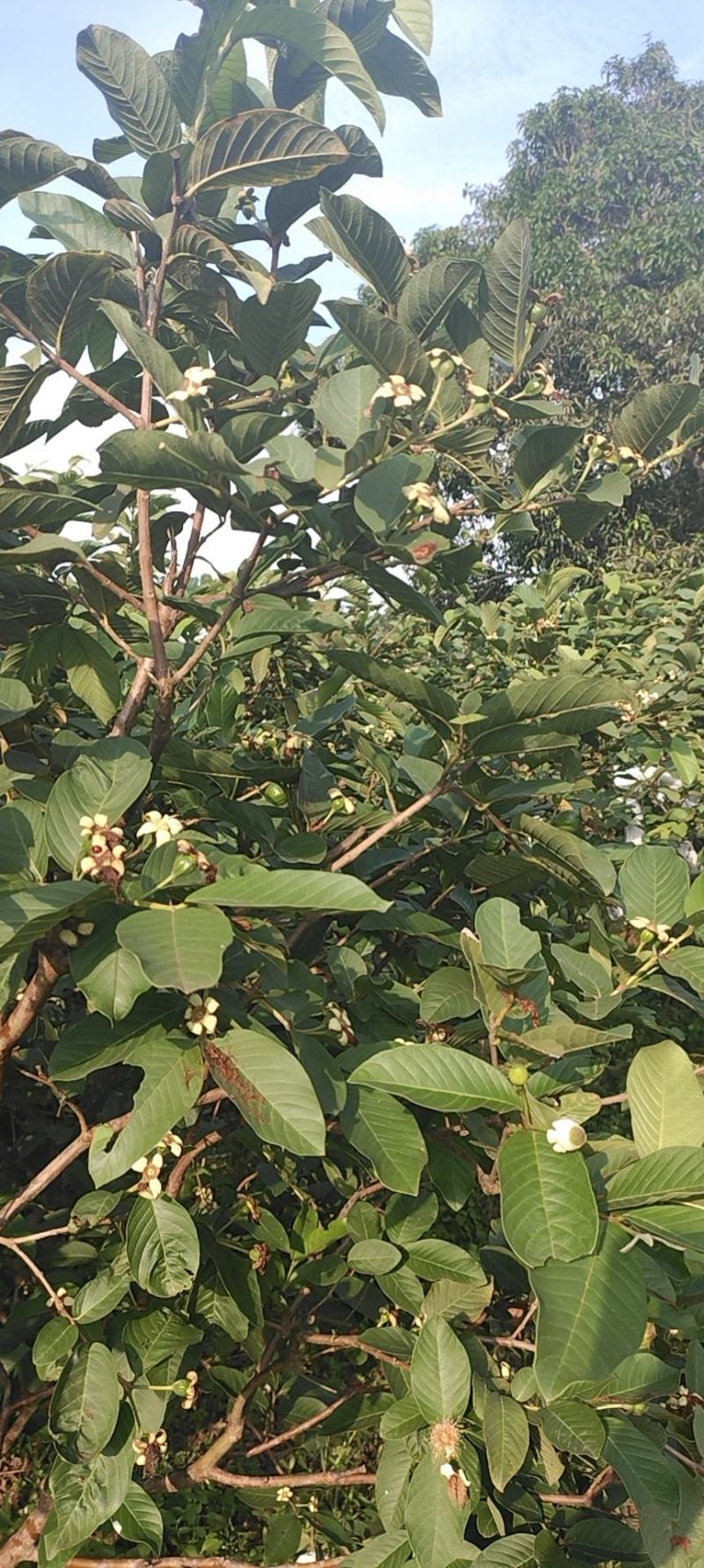 香芭乐苗胭脂红苗