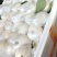 香芭乐苗胭脂红苗