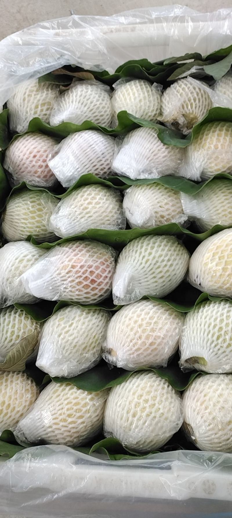 香芭乐苗胭脂红苗