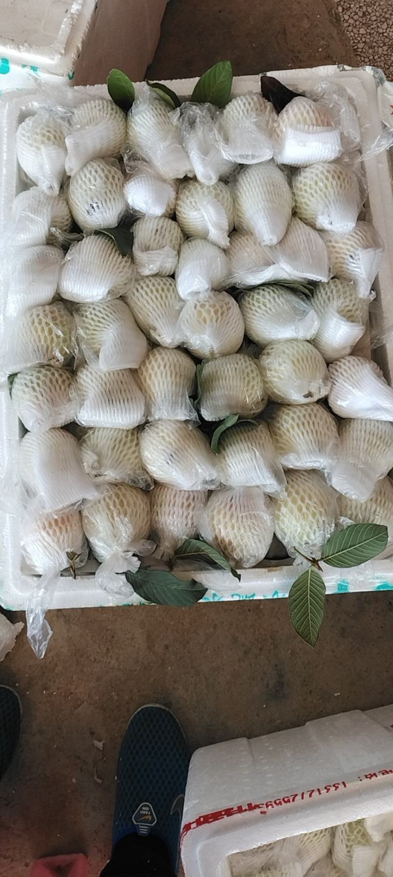 香芭乐苗胭脂红苗