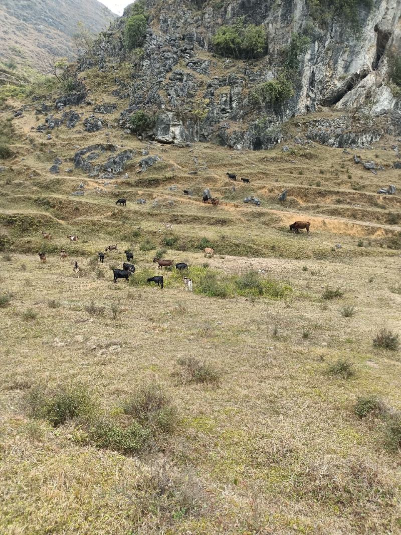 阳山土杂山肉羊