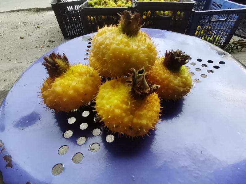 刺梨大量出货，需要的可以来了