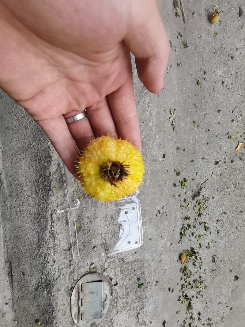 刺梨大量出货，需要的可以来了