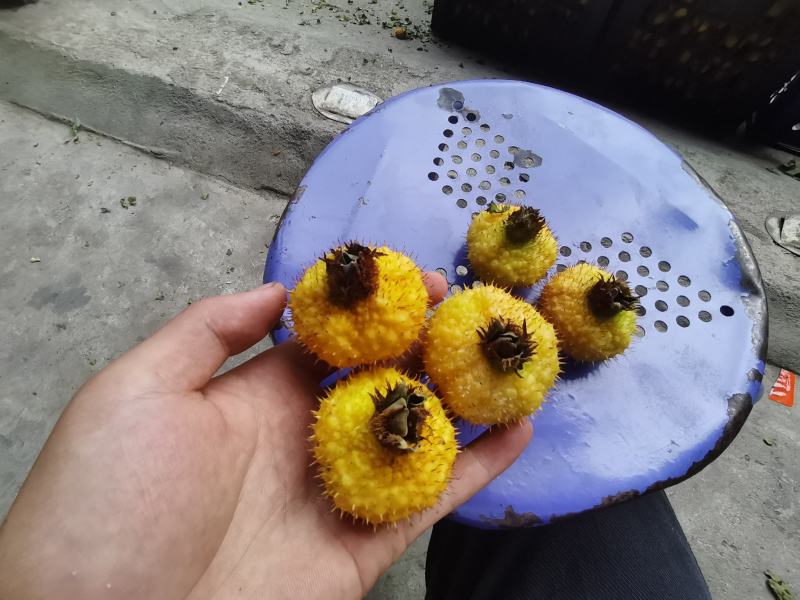 刺梨大量出货，需要的可以来了