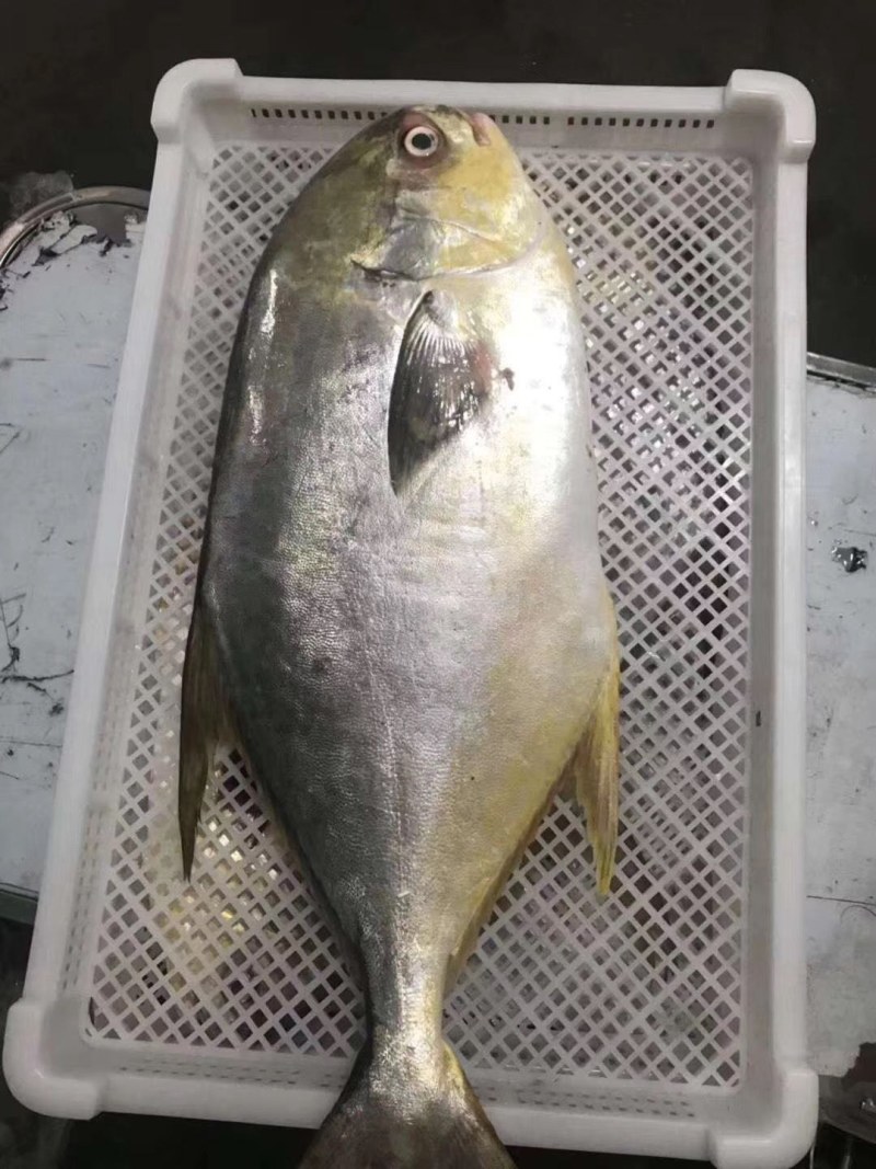 金鲳鱼