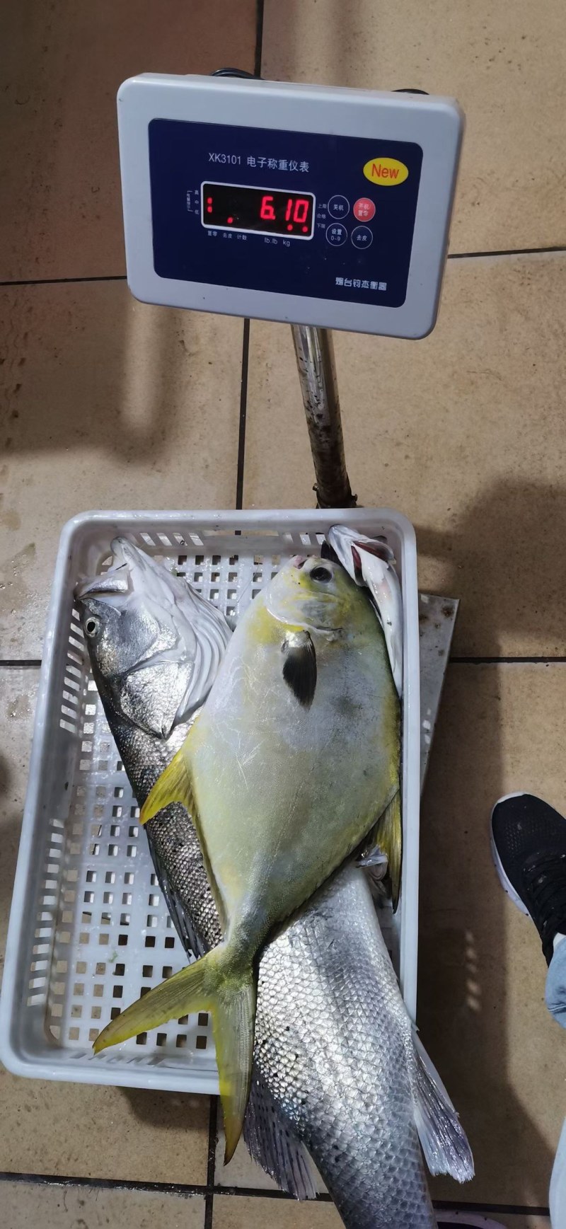 金鲳鱼