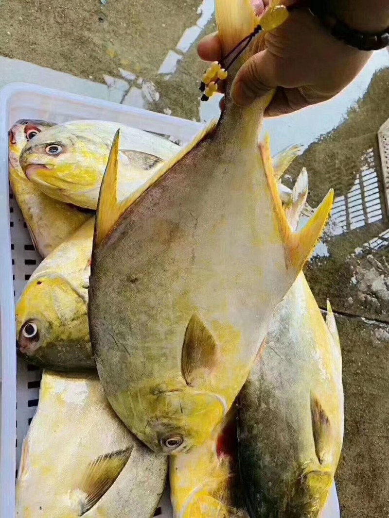 金鲳鱼