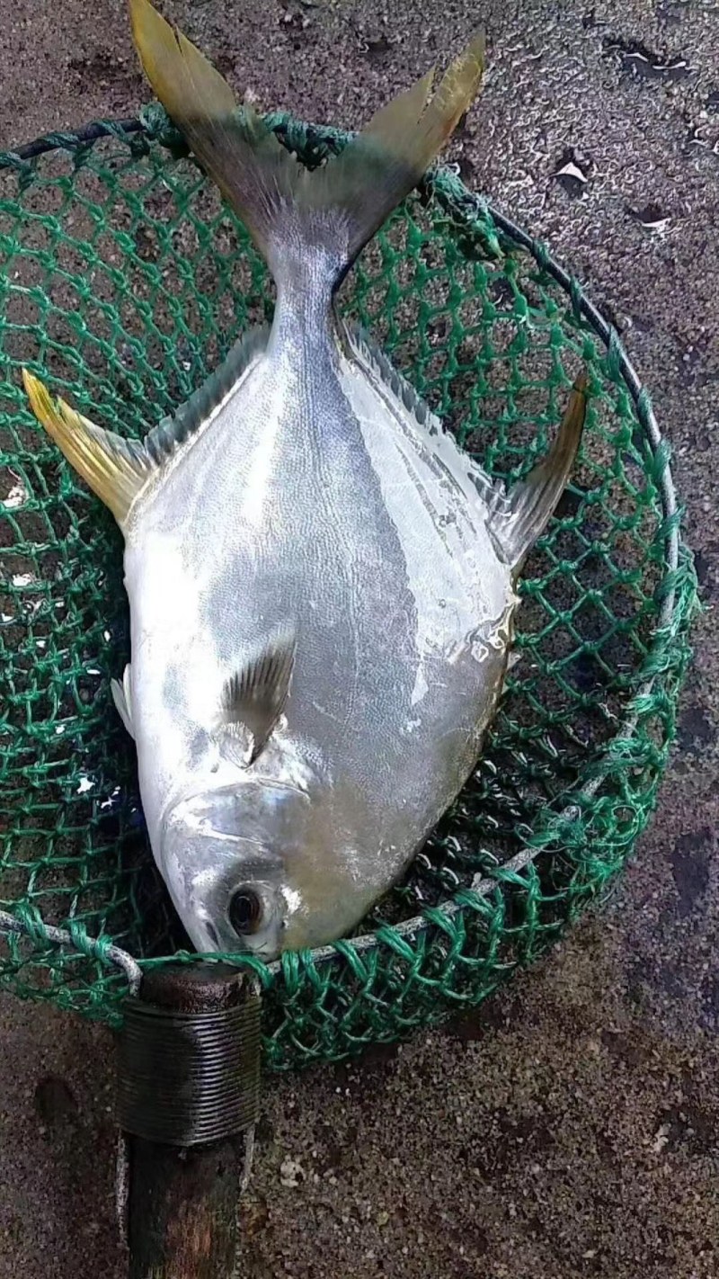 金鲳鱼