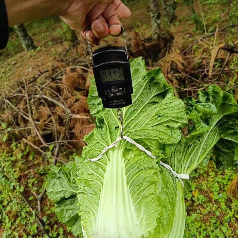 云南精品大白菜