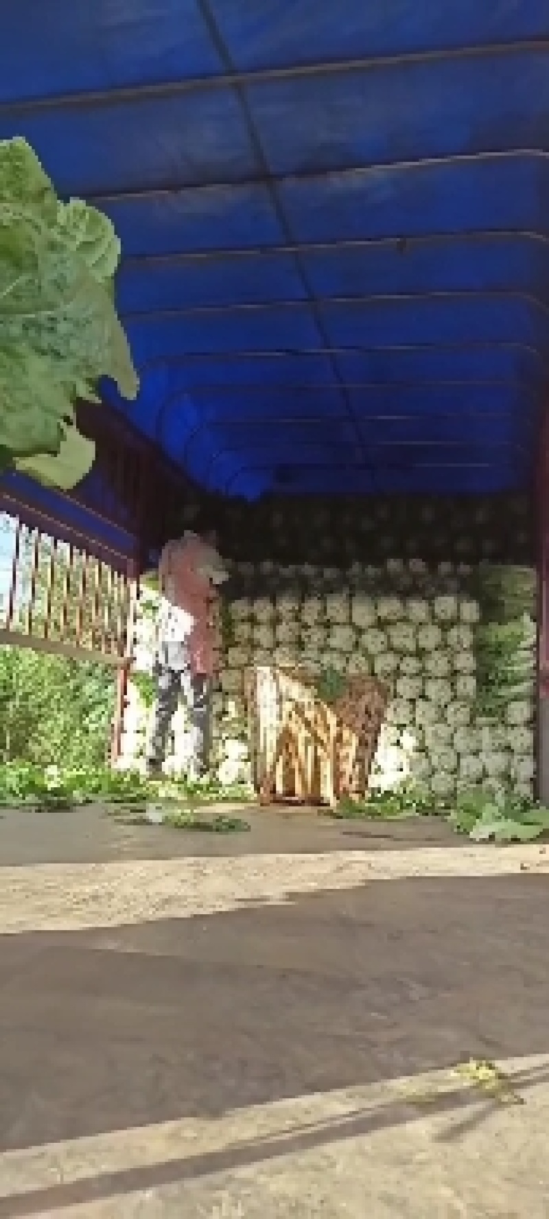 云南精品大白菜